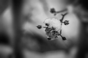 pink rose with white snow in the garden on a frosty day photo