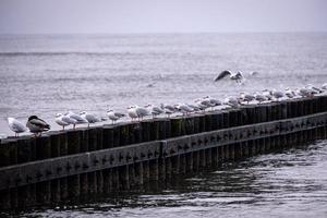 seaside landscape of the Baltic Sea on a calm day with a wooden breakwater and seagulls sitting on it photo