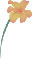 acquerello fiore dipingere png