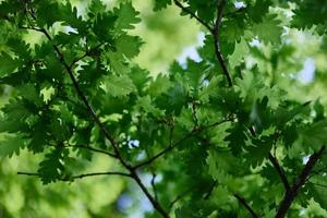 The green leaves of the oak tree on the branches glow against the blue sky, the sunlight. Planet ecology flora photo
