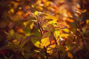 arbusto con amarillo hojas en de cerca en un calentar otoño día en el jardín foto