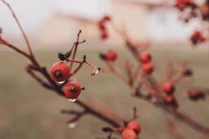 autumn wild red fruits with water droplets on a foggy cold day photo