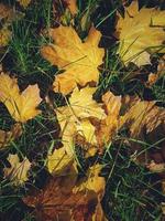 otoño antecedentes con dorado arce hojas en verde césped foto