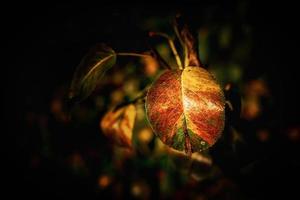 colorful autumn leaves on a tree close-up photo