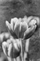 delicate spring yellow-red tulip in close-up on background photo