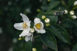 white small jasmine flower on the bush in the garden photo