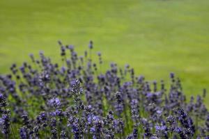 summer herb lavender flower growing in the garden photo