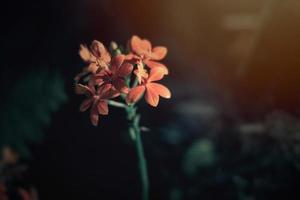 interesting orchid flower on a dark background in a soft light in the interior photo