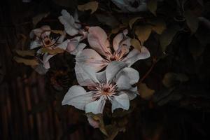 autumn flower on a brown background in the garden photo