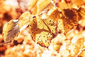 l golden autumn leaves on a tree in a park under warm october sun photo