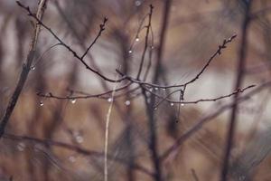 raindrops on a branch of a leafless tree in close-up in January photo