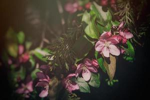 flowering fruit tree with pink flowers and green leaves in the garden photo