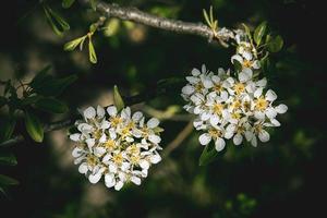 blanco flores de un Fruta árbol cierne en primavera foto