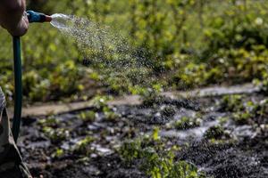 water while watering the home garden in spring photo