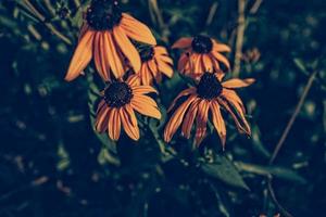 yellow summer flowers in the summer garden among green leaves photo