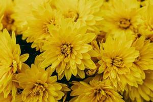 little yellow autumn chrysanthemum flowers forming a natural background photo