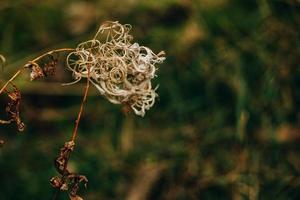 interesting abstract autumn plant on natural background photo