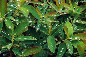 honeysuckle shrub leaves with water drops after rain photo