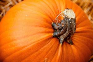 big orange autumn pumpkin in the garden photo