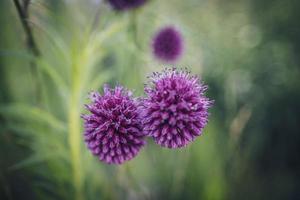 púrpura flor en de cerca en un verde jardín antecedentes foto