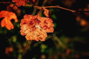 colorful autumn leaves on a tree close-up photo