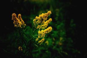 yellow flower on a green background in autumn meadow in close-up photo