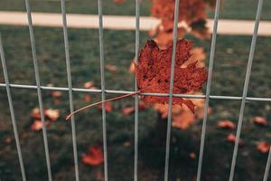 rojo otoño solitario hojas en un metal cerca foto
