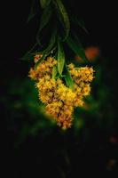 yellow flower on a green background in autumn meadow in close-up photo