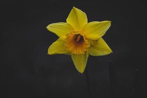 yellow daffodil in the spring garden in close-up photo