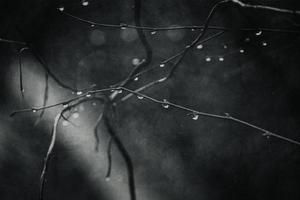 raindrops on a branch of a leafless tree in close-up in January photo