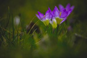 spring flowers crocuses in the garden in the warm rays of the afternoon sun photo