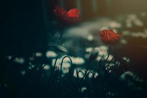 red poppy on a green background in the sunshine photo