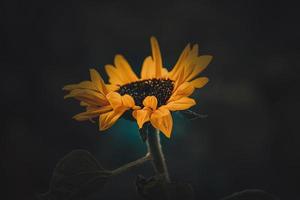 yellow sunflower flower in close-up photo