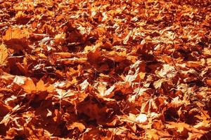 l golden autumn leaves on a tree in a park under warm october sun photo