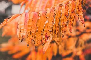 l golden autumn leaves on a tree in a park under warm october sun photo