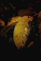 colorful autumn leaves on a tree close-up photo