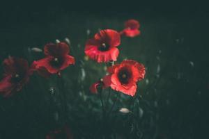 poppies growing among green grass on a summer day photo