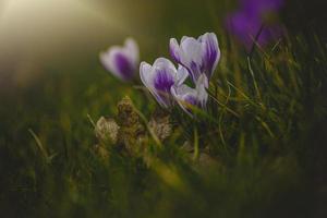 spring flowers crocuses in the garden in the warm rays of the afternoon sun photo