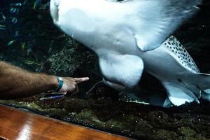 tiburones nadando en un grande acuario a el tenerife zoo en España foto