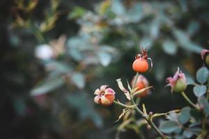 rosa mosqueta en el arbusto en el otoño jardín foto