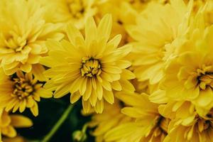 little yellow autumn chrysanthemum flowers forming a natural background photo