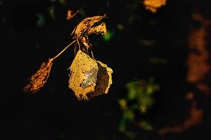 colorful autumn leaves on a tree close-up photo