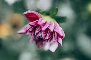 purple dahlia in the garden against the background of green leaves photo