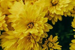 pequeño amarillo otoño crisantemo flores formando un natural antecedentes foto