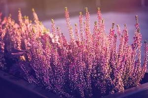 purple heather in the autumn garden with warm sunshine photo