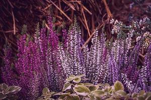 purple heather in the autumn garden with warm sunshine photo