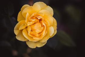 yellow rose on a background of green leaves in closeup on a warm summer day photo