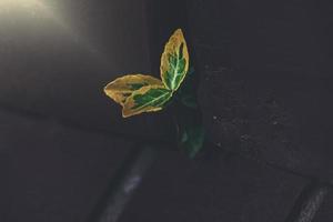 green-yellow plant smoothing between the rungs of a wooden fence in the warm rays of the sun photo