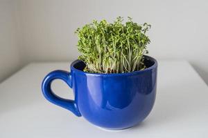 home breeding of green cress in a dark blue cup for Easter photo