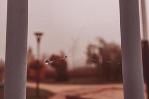 little soft water drops on a spider web on an autumn day close-up outdoors photo